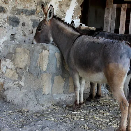 Alloggio per agriturismo La Casa Di Bacco *
