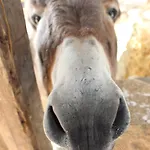 Vakantieboerderij La Casa Di Bacco *