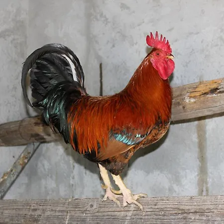 Séjour à la ferme La Casa Di Bacco *