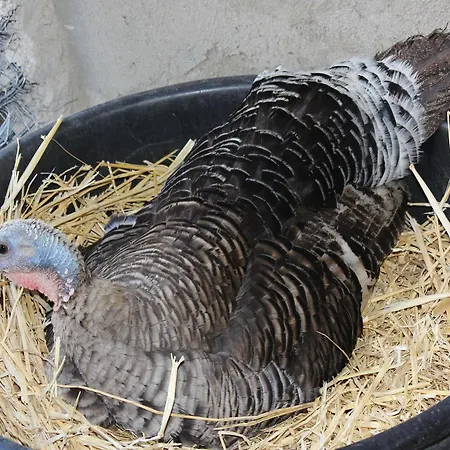 La Casa Di Bacco Farm stay *