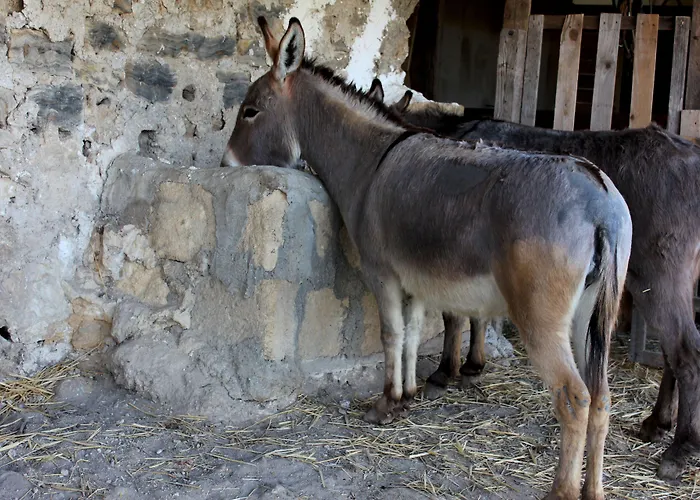 Farma La Casa Di Bacco *