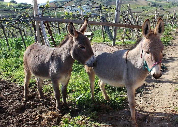La Casa Di Bacco Farma *
