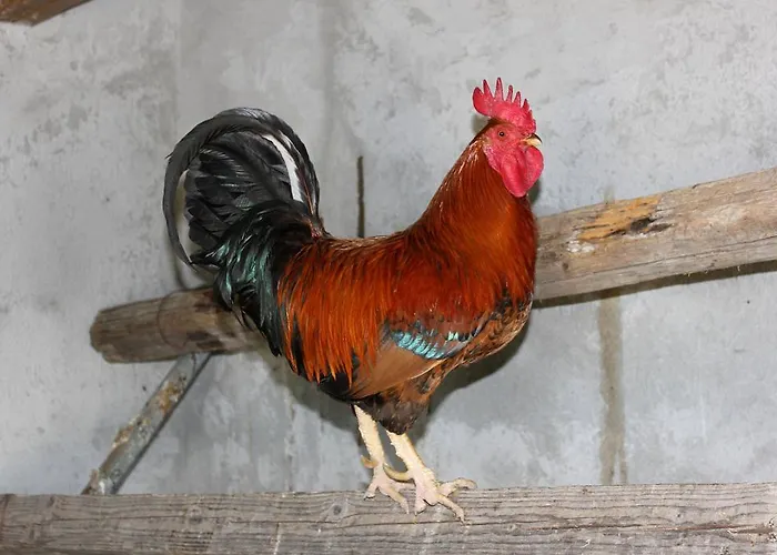 Farma La Casa Di Bacco *